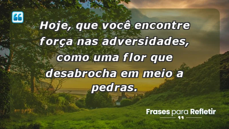 - Hoje, que você encontre força nas adversidades, como uma flor que desabrocha em meio a pedras.