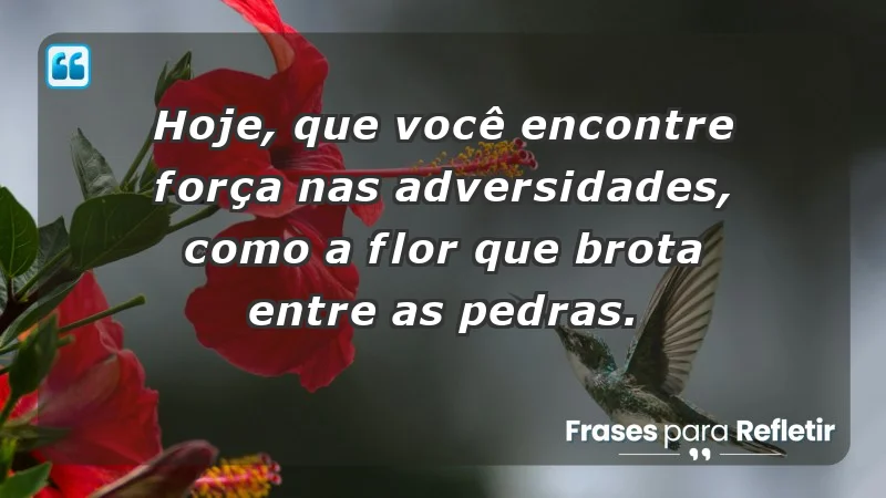 - Hoje, que você encontre força nas adversidades, como a flor que brota entre as pedras.