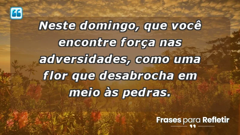 - Neste domingo, que você encontre força nas adversidades, como uma flor que desabrocha em meio às pedras.